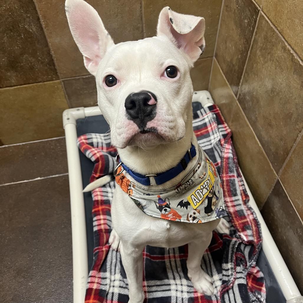 Enlarge Mr. Wiggles, a Adoptable mixed breed in Las Vegas, NV image 5/6