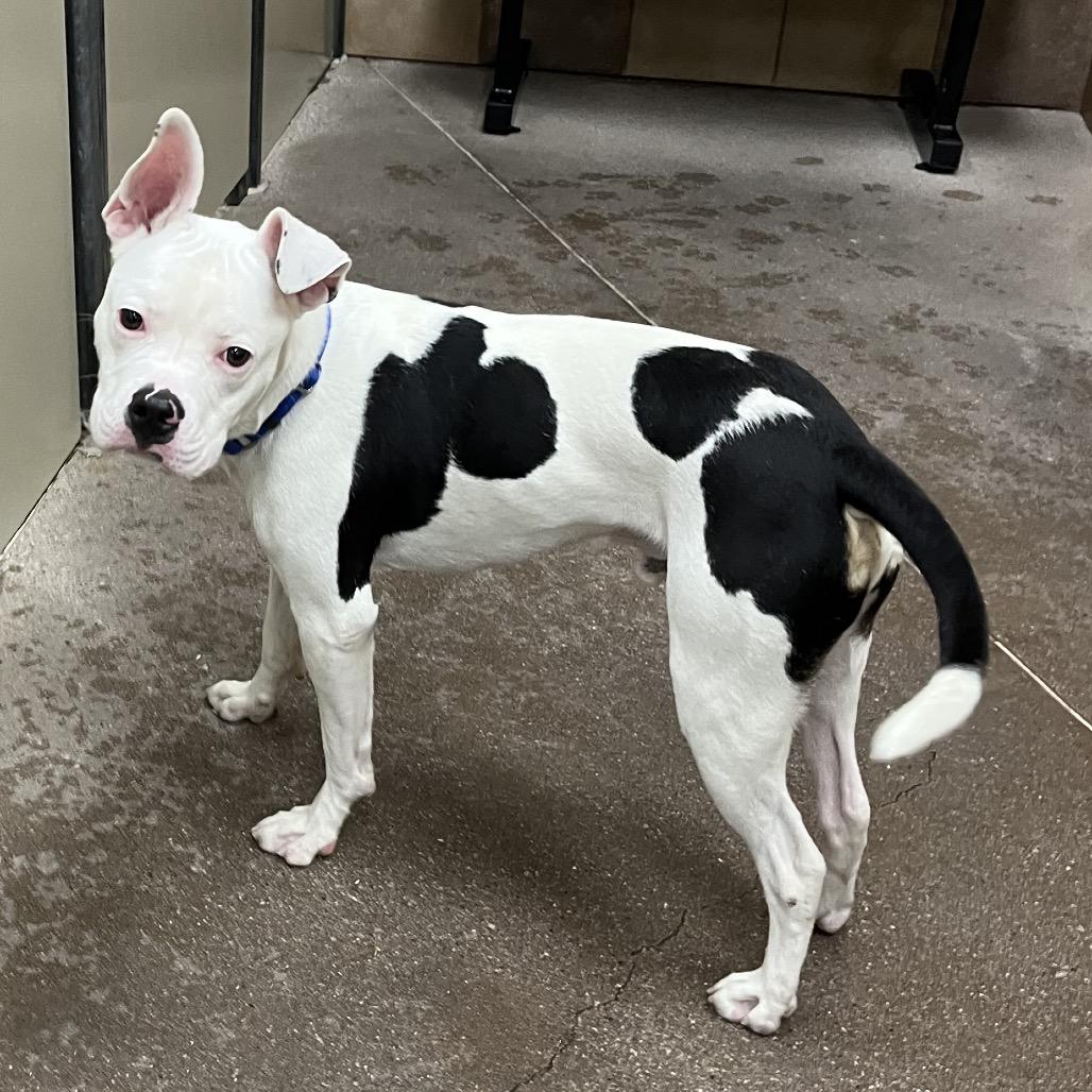 Enlarge Mr. Wiggles, a Adoptable mixed breed in Las Vegas, NV image 6/6