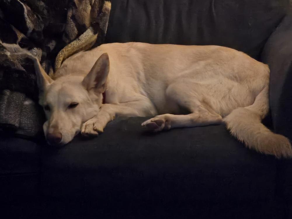 Lumi, Adoptable, Adult Female German Shepherd Dog.