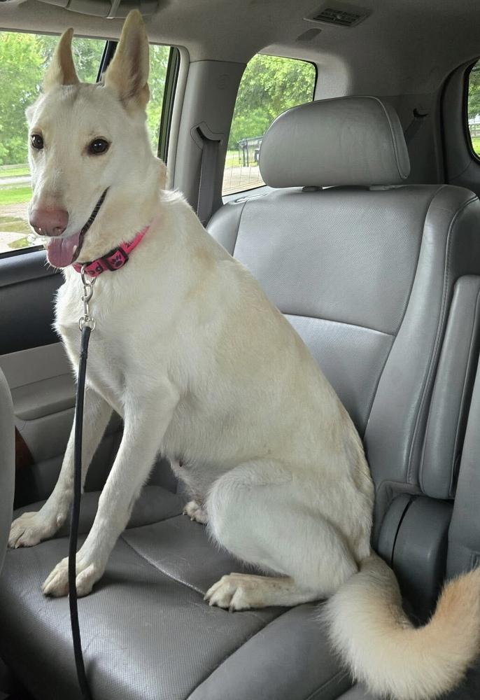 Lumi, a Adoptable German Shepherd Dog in Houston, TX image 2/3