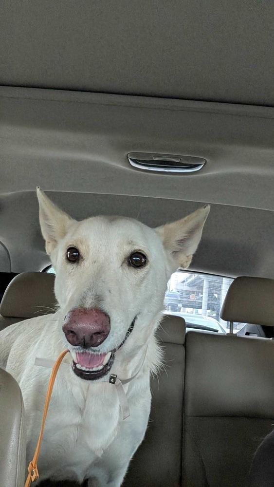 Lumi, a Adoptable German Shepherd Dog in Houston, TX image 3/3