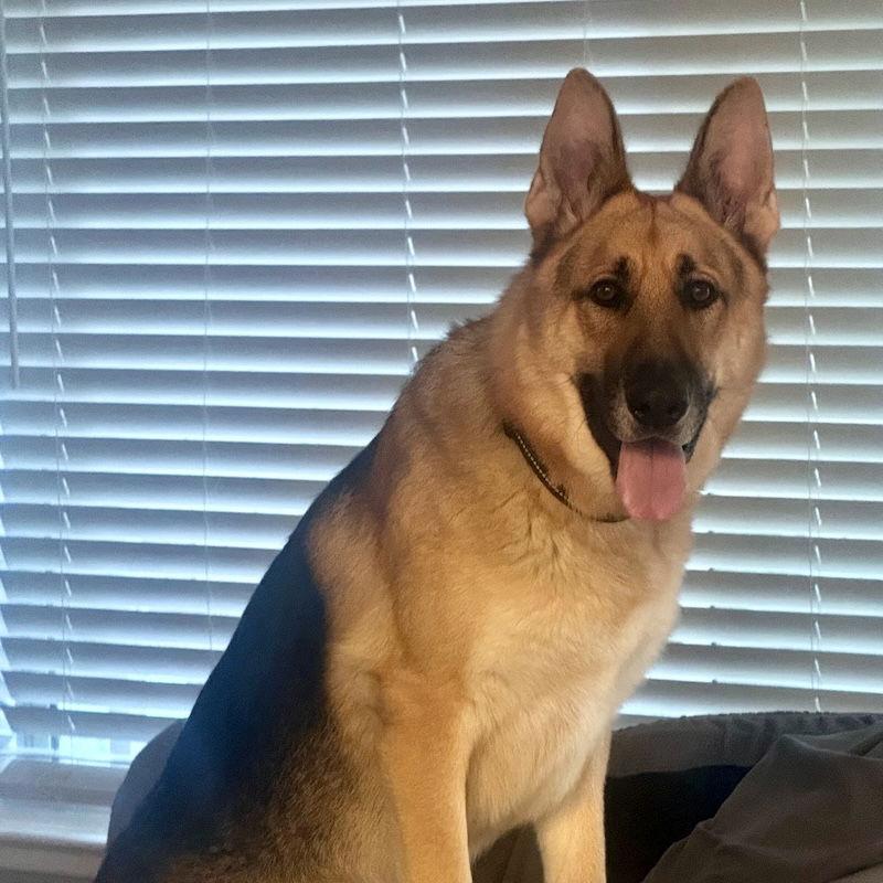 Henry, a Adoptable German Shepherd Dog in San Juan Capistrano, CA image 1/3