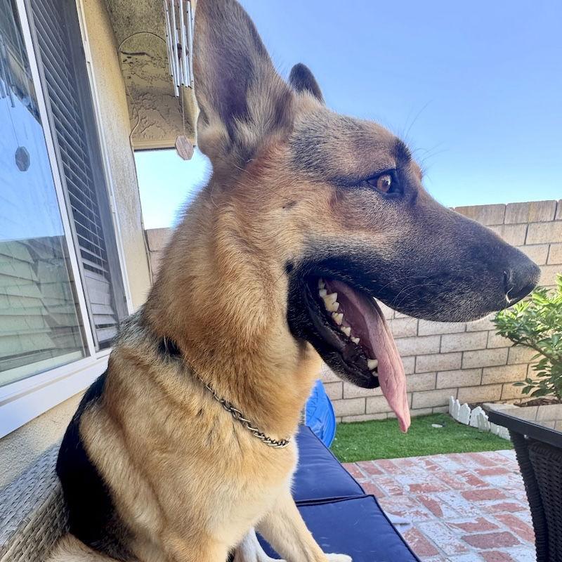 Henry, a Adoptable German Shepherd Dog in San Juan Capistrano, CA image 3/3