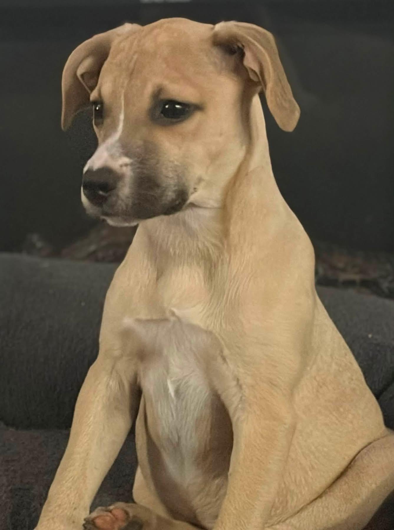 Enlarge Belly, a ADOPTABLE mixed breed in Collingswood, NJ image 4/4