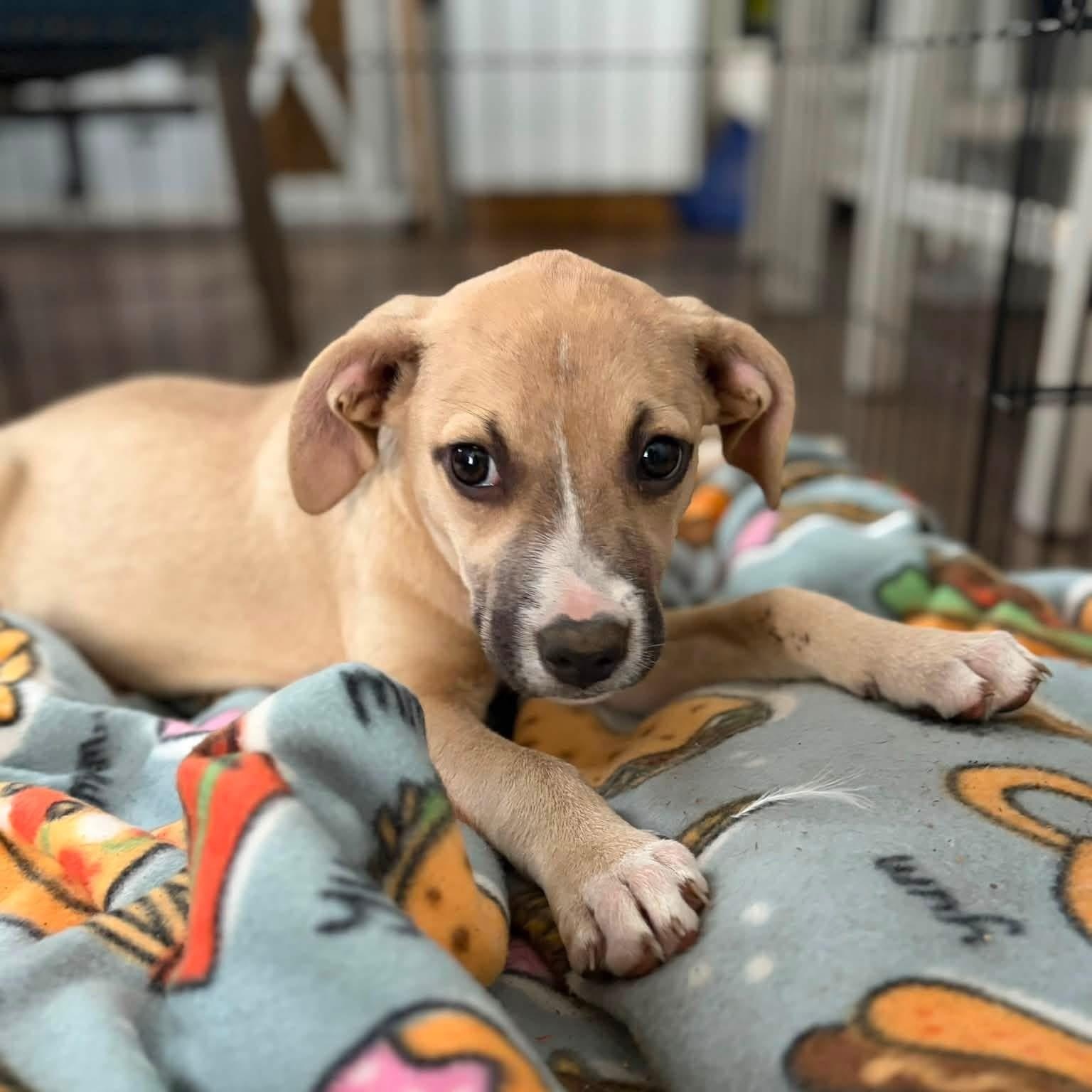 Enlarge Belly, a ADOPTABLE mixed breed in Collingswood, NJ image 2/4