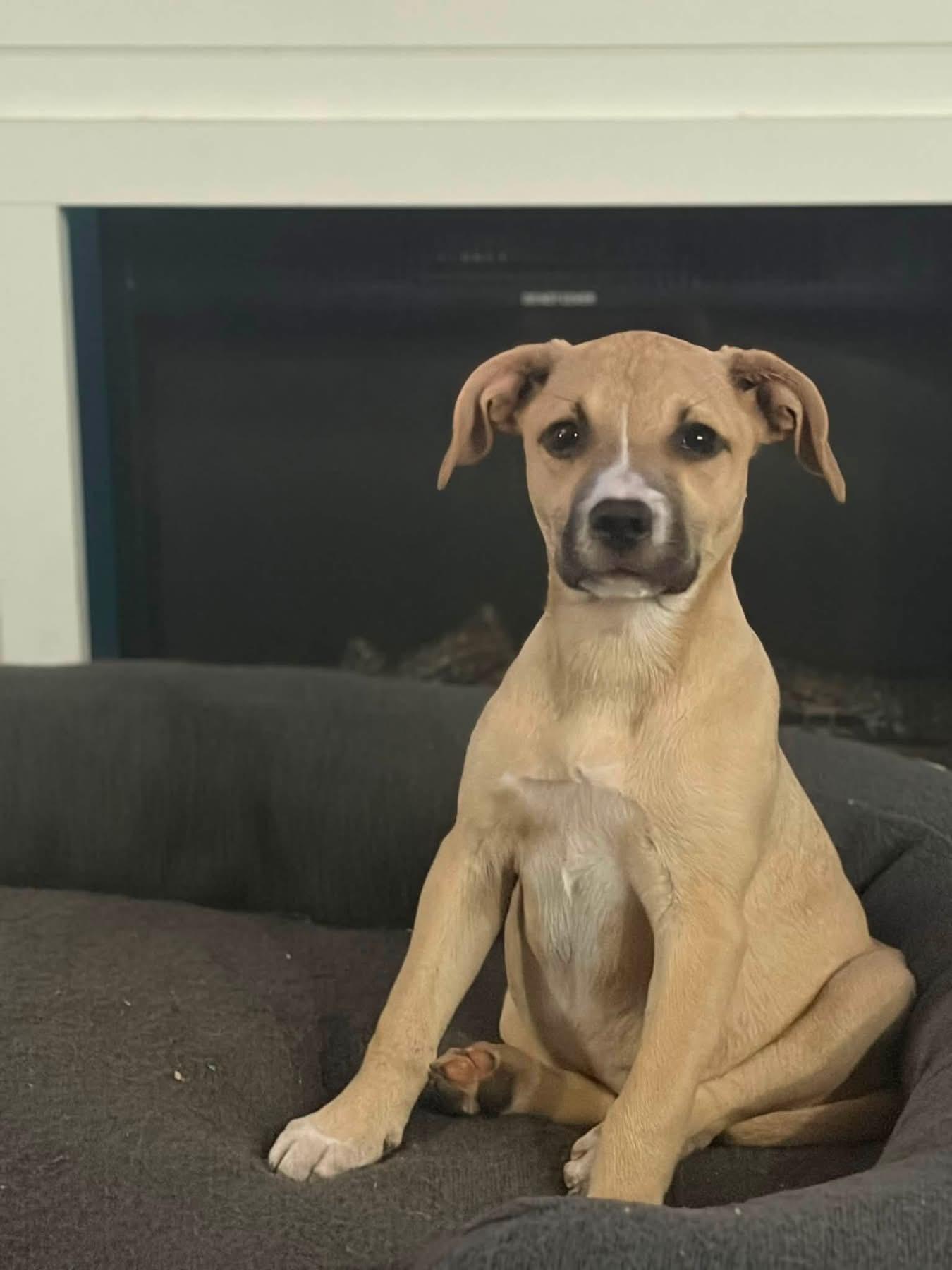 Enlarge Belly, a ADOPTABLE mixed breed in Collingswood, NJ image 1/4