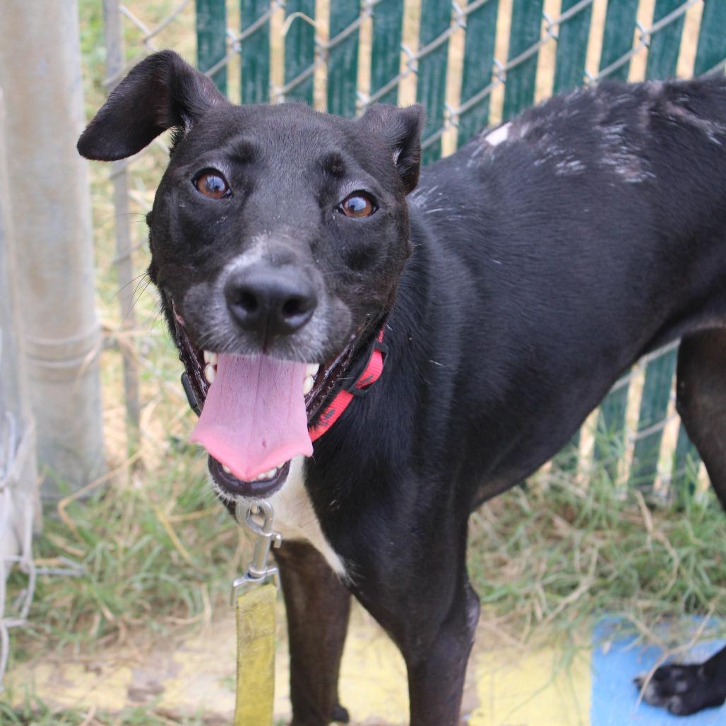 Burnt Toast, Adoptable, Adult Female Labrador Retriever & Greyhound.