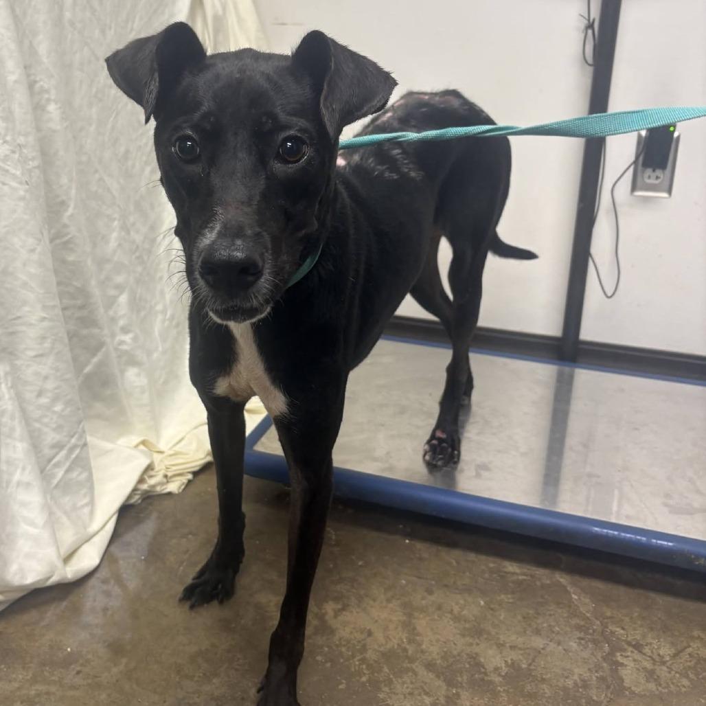 Enlarge Burnt Toast, a Adoptable mixed breed in Hattiesburg, MS image 2/6