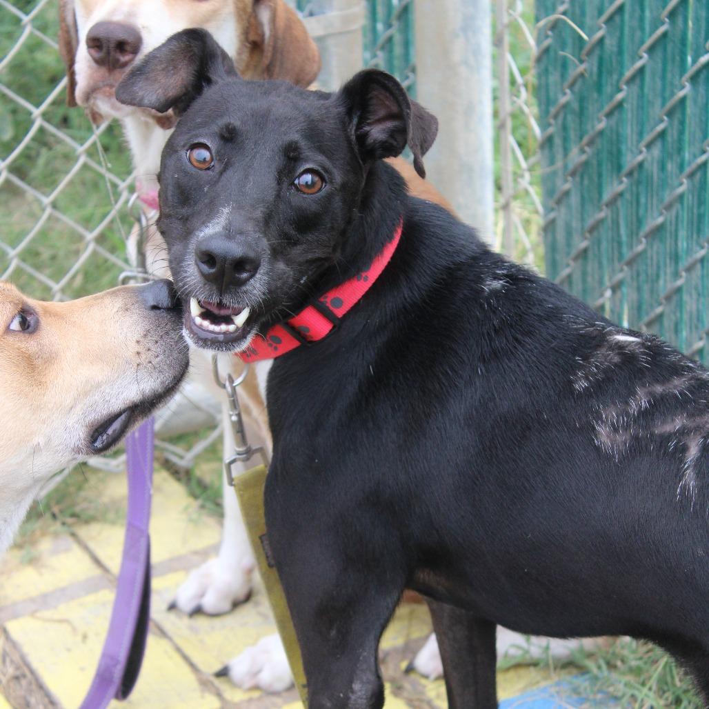 Enlarge Burnt Toast, a Adoptable mixed breed in Hattiesburg, MS image 3/6