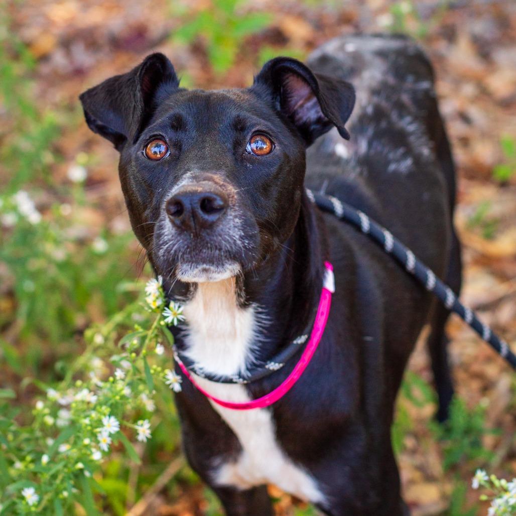 Enlarge Burnt Toast, a Adoptable mixed breed in Hattiesburg, MS image 4/6
