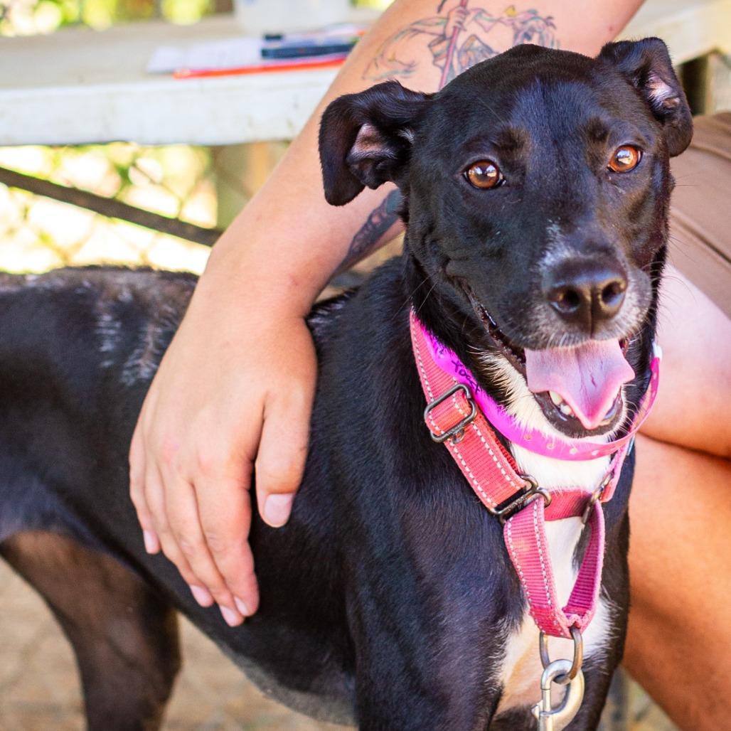 Enlarge Burnt Toast, a Adoptable mixed breed in Hattiesburg, MS image 5/6