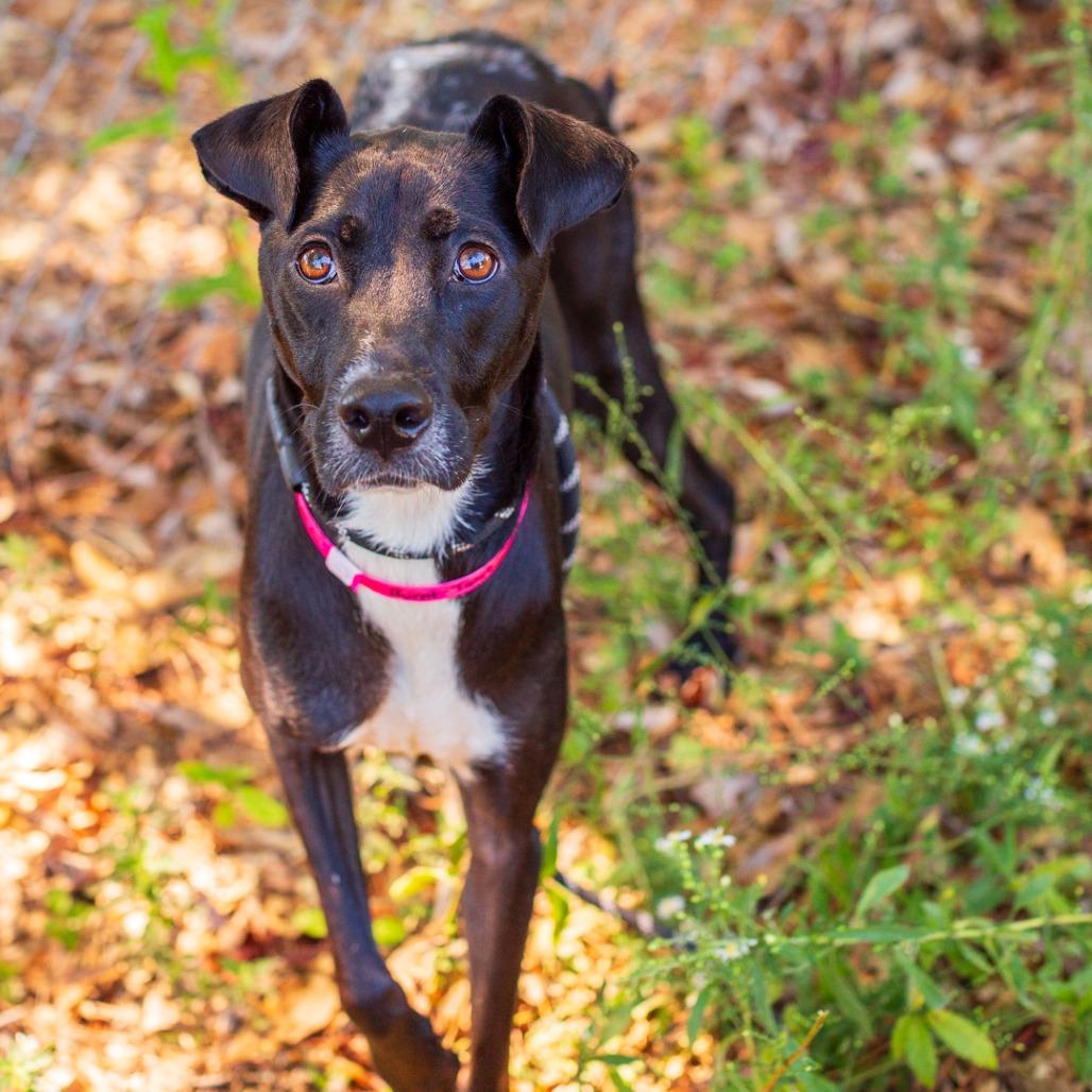 Enlarge Burnt Toast, a Adoptable mixed breed in Hattiesburg, MS image 6/6