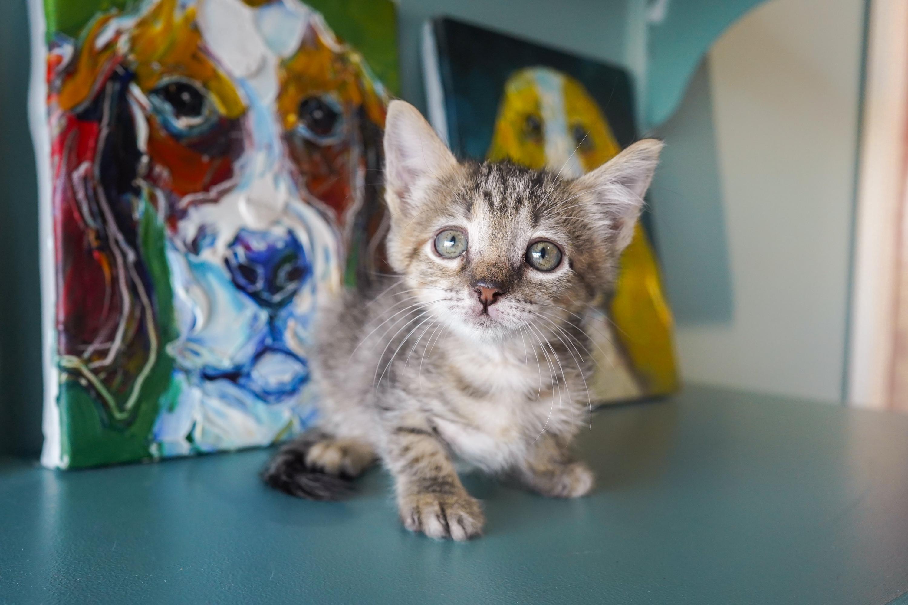 Enlarge Ursula, a Adoptable Domestic Short Hair in San Antonio, TX image 3/3
