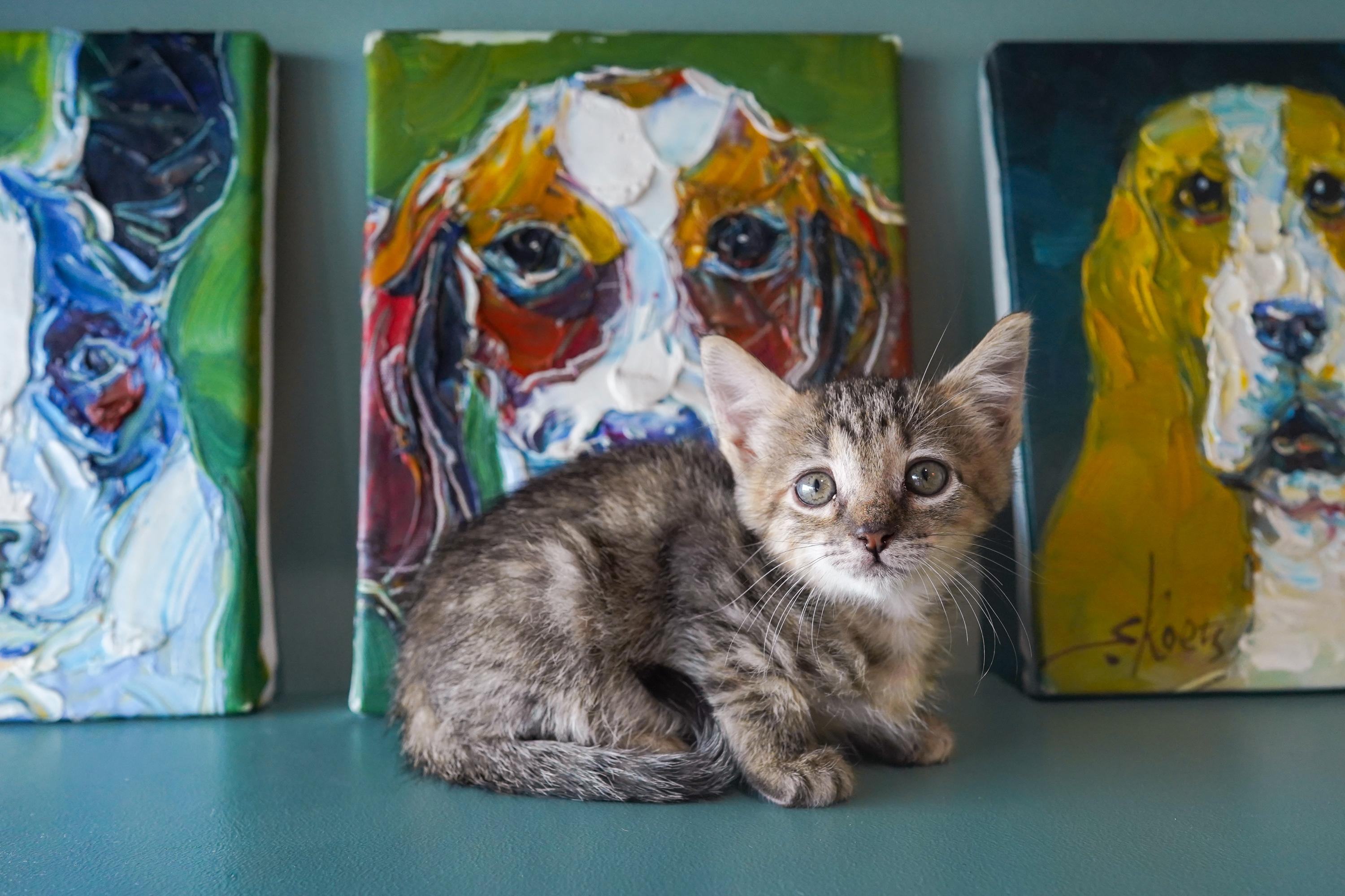 Ursula, Adoptable, Kitten Female Domestic Short Hair.