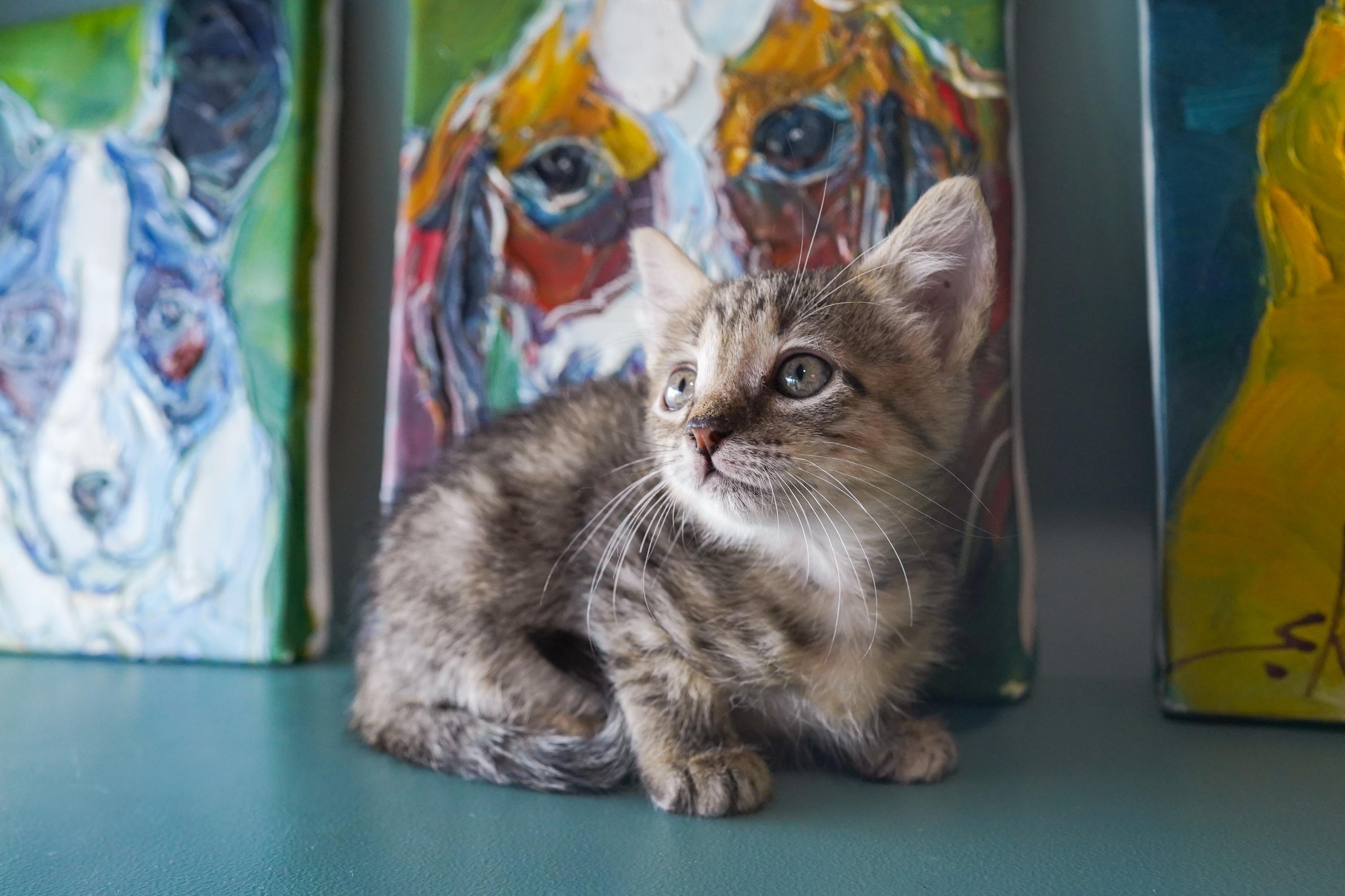 Enlarge Ursula, a Adoptable Domestic Short Hair in San Antonio, TX image 2/3