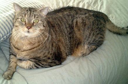 Oliver-URGENT!, Adopted, Senior Male Tabby.