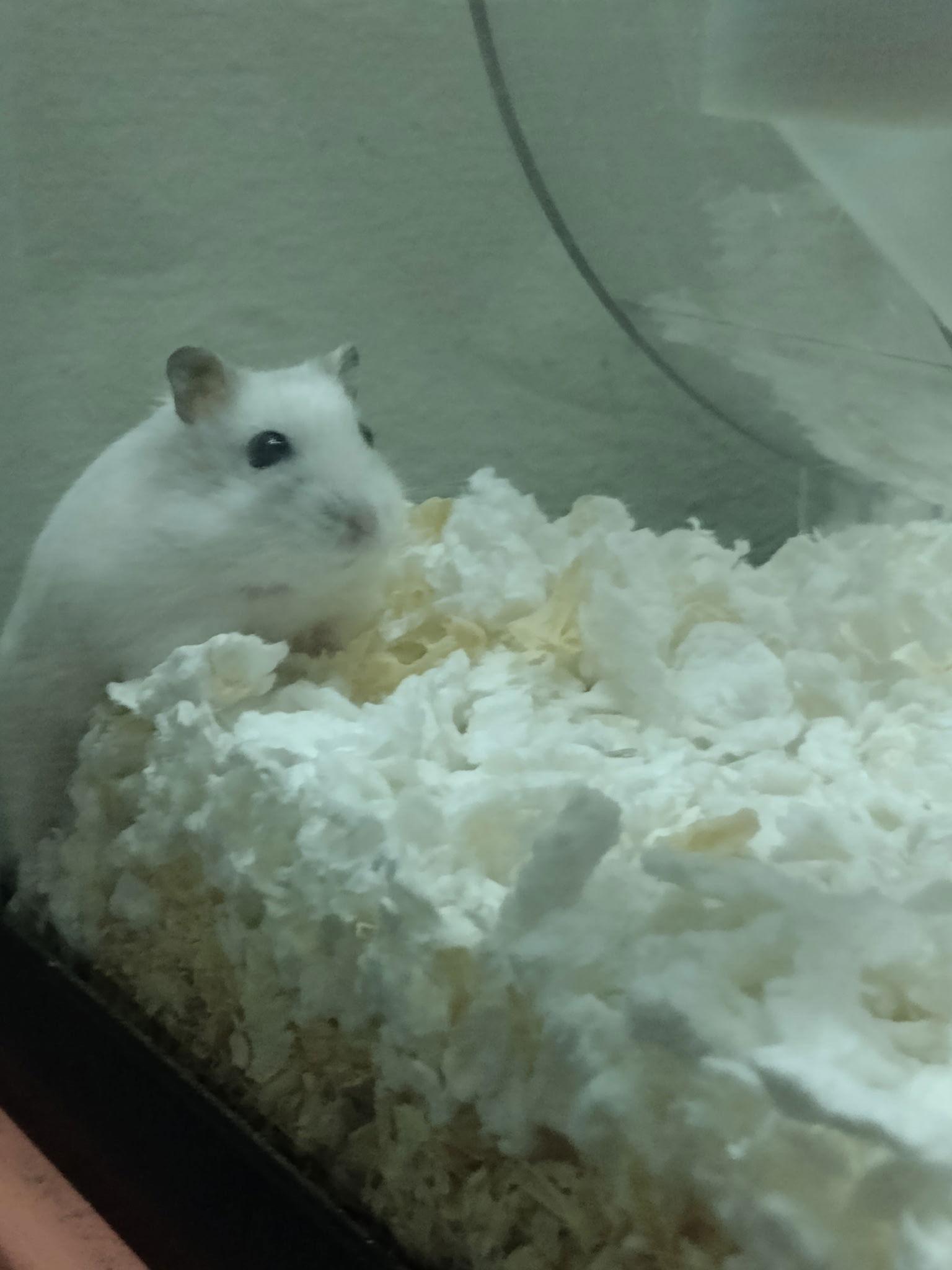 Snow White ⭐️, Adoptable, Adult Female Hamster.