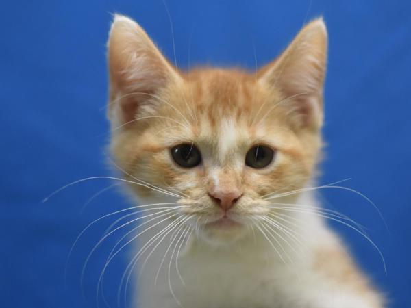 Grace-Son, Adoptable, Kitten Male Domestic Short Hair.