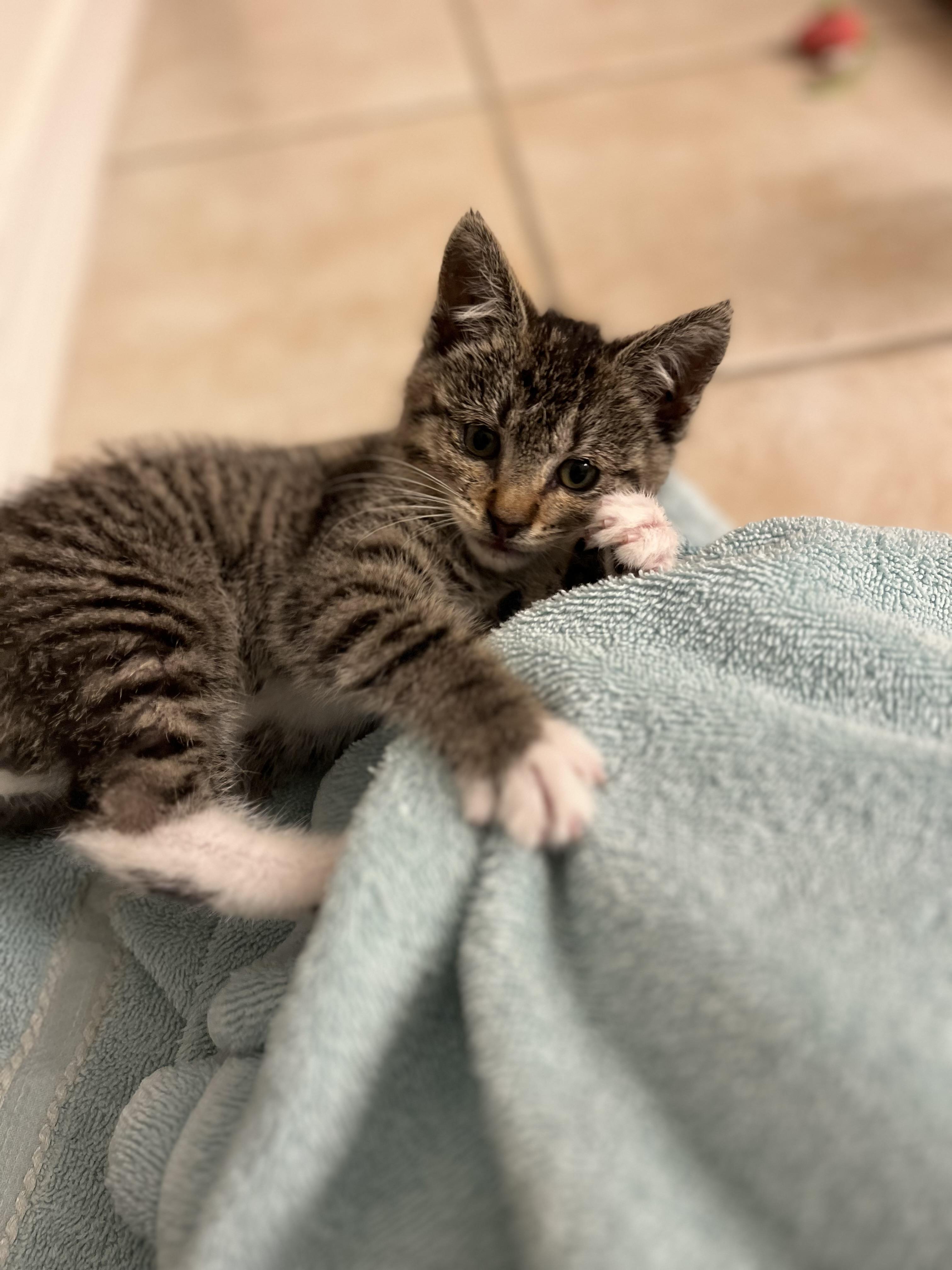 Nutmeg, Adoptable, Young Female Domestic Short Hair.