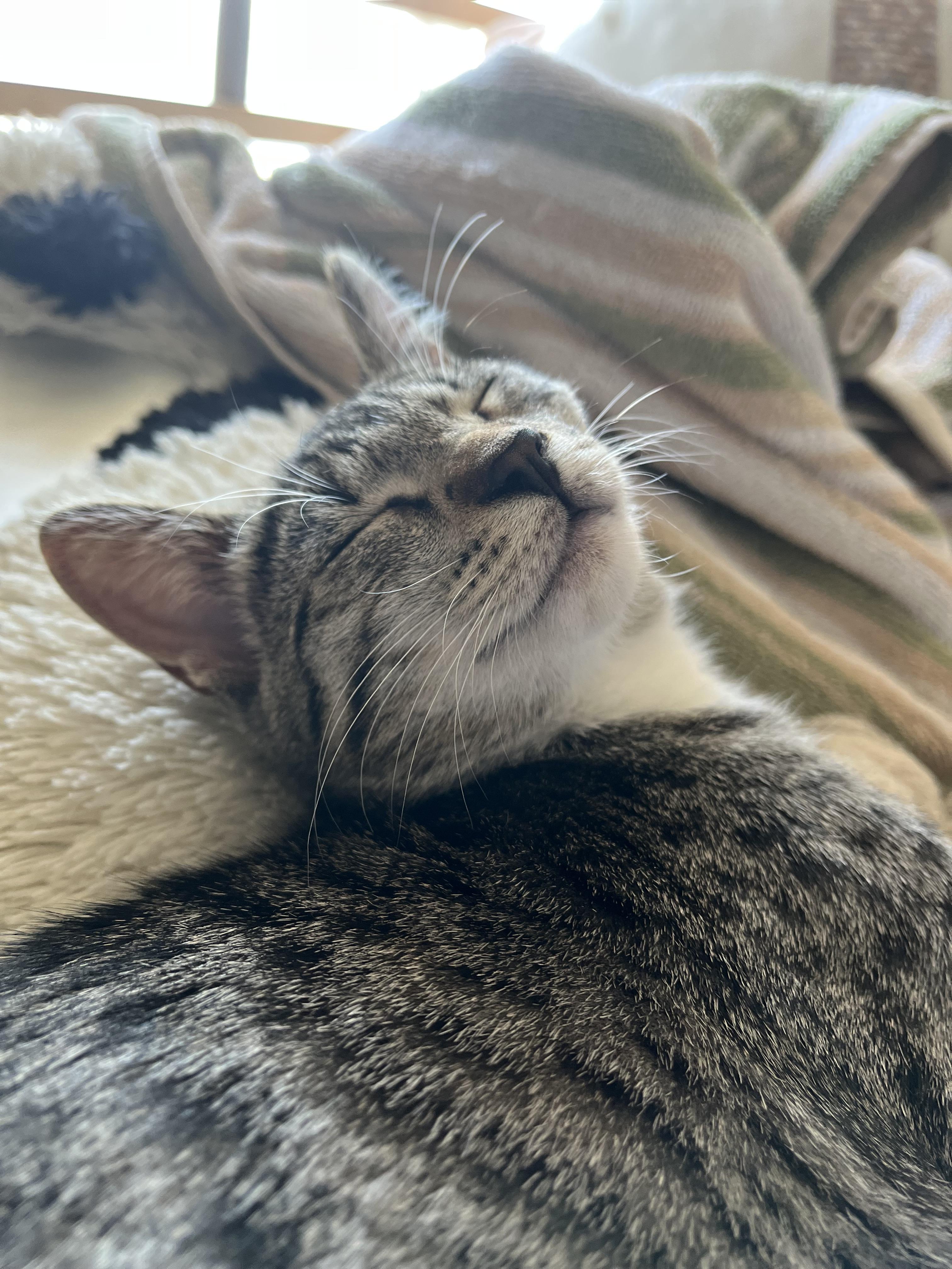 Enlarge Nutmeg, a Adoptable Domestic Short Hair in Kennewick, WA image 2/6