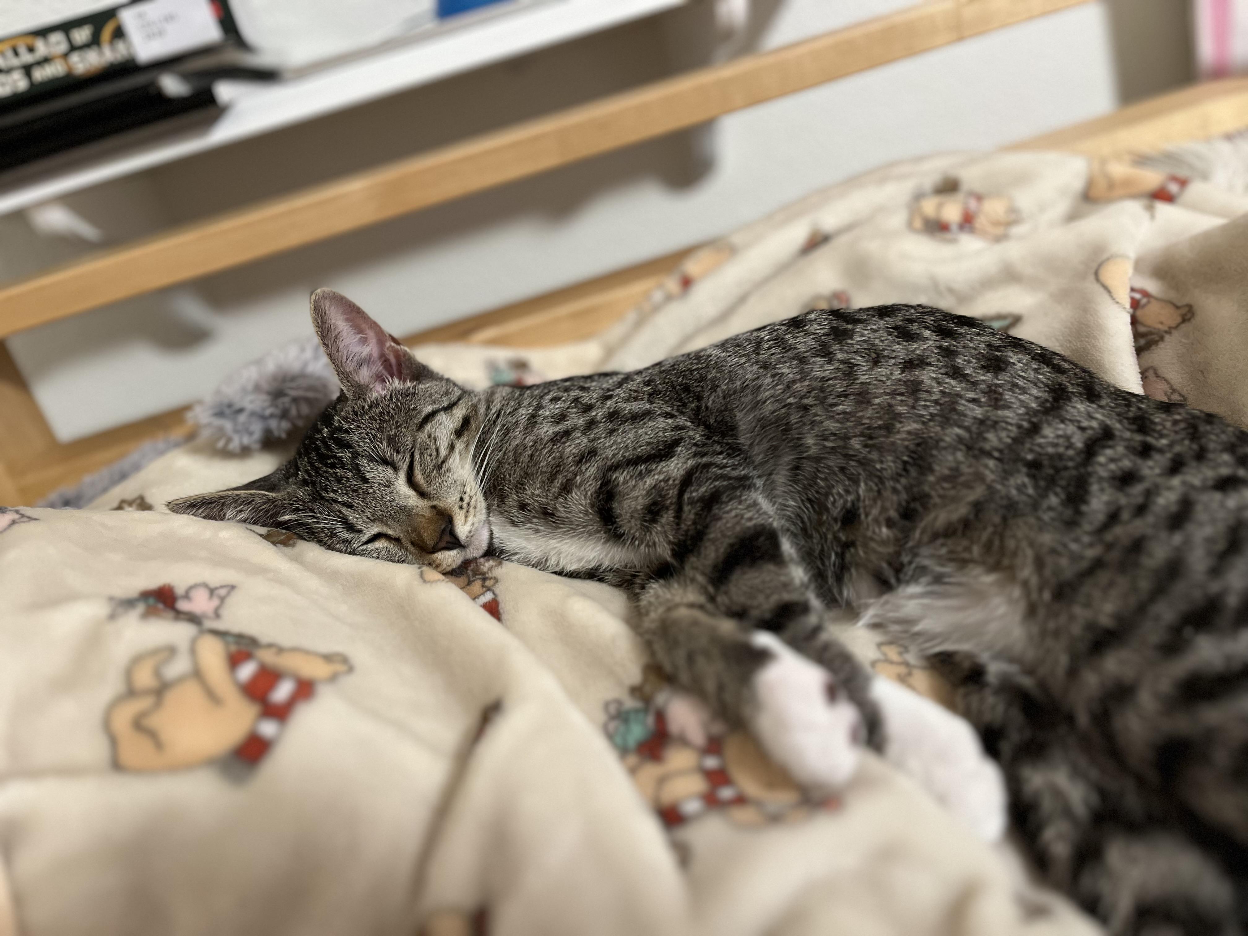 Enlarge Nutmeg, a Adoptable Domestic Short Hair in Kennewick, WA image 3/6