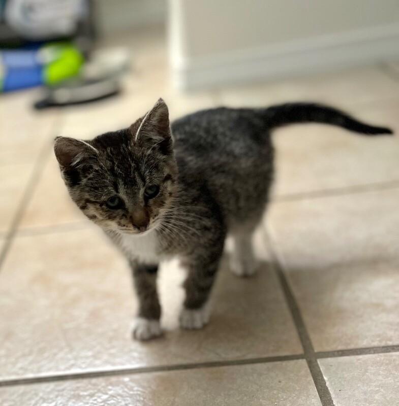Enlarge Nutmeg, a Adoptable Domestic Short Hair in Kennewick, WA image 4/6