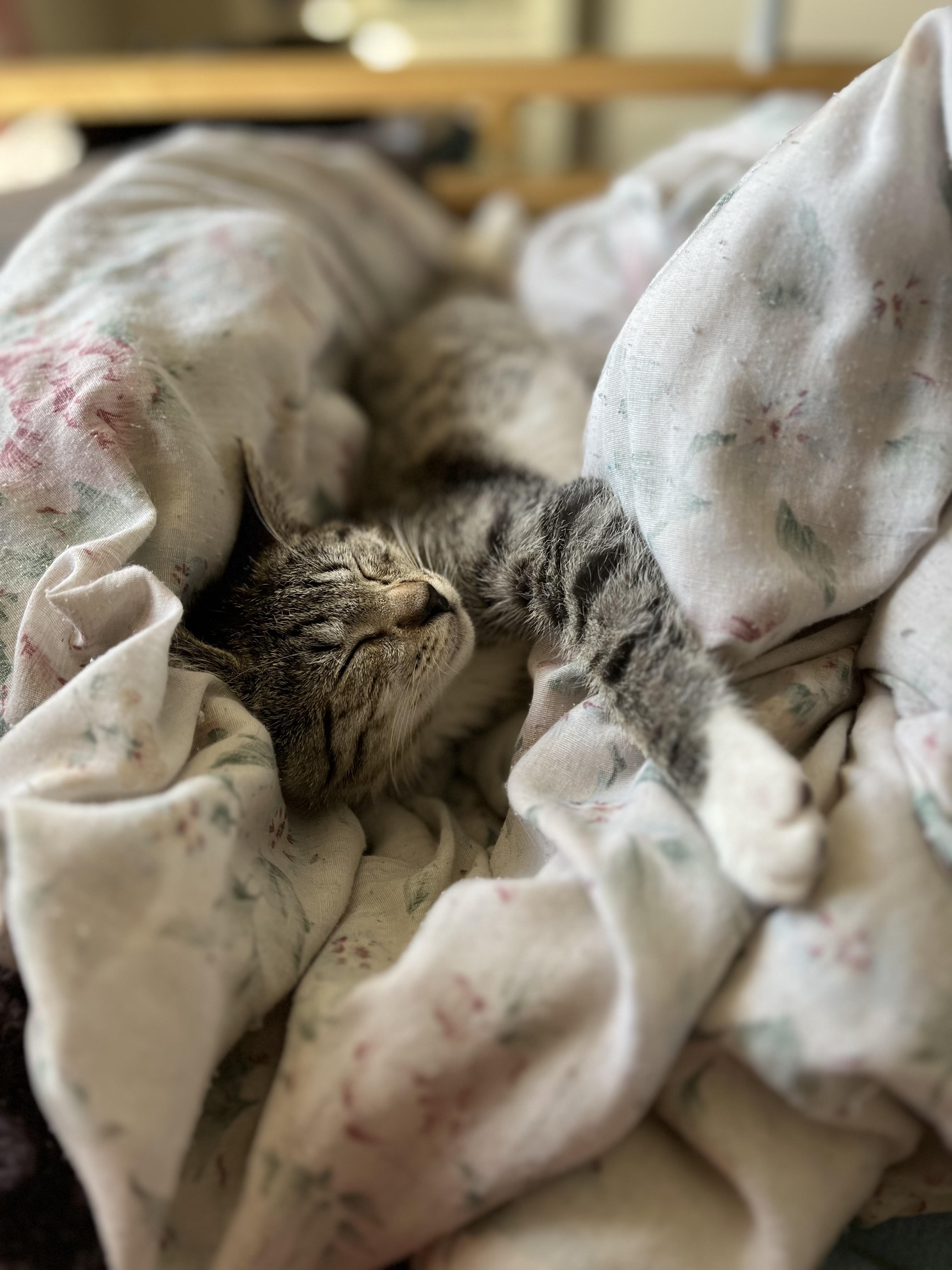 Enlarge Nutmeg, a Adoptable Domestic Short Hair in Kennewick, WA image 5/6