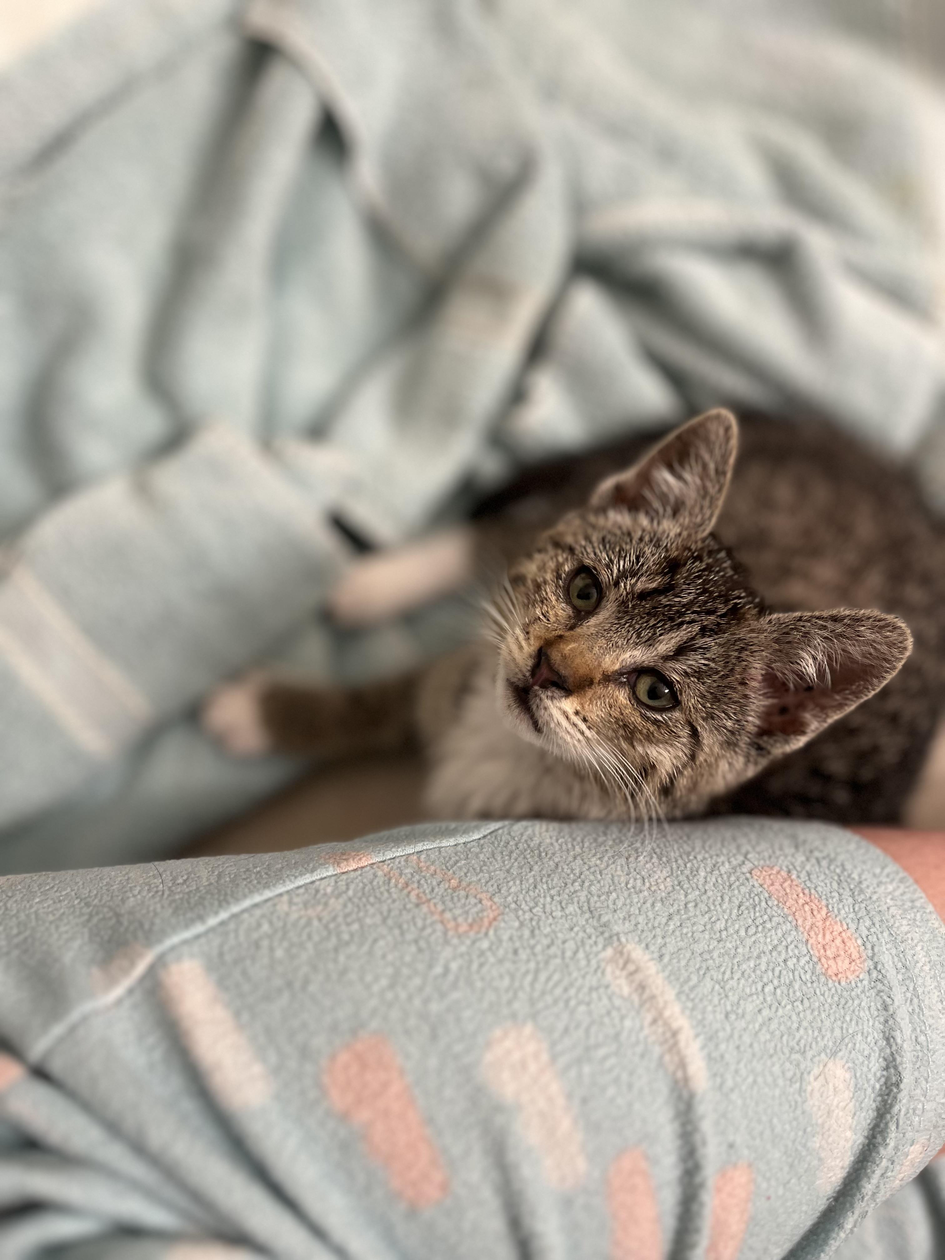Enlarge Nutmeg, a Adoptable Domestic Short Hair in Kennewick, WA image 6/6