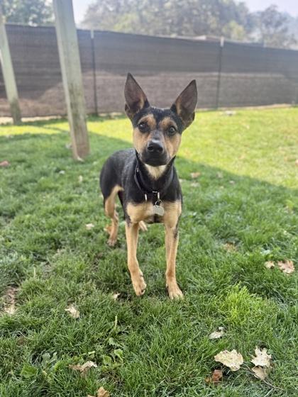 Enlarge Twix, an adopted mixed breed in Roseburg, OR image 1/1