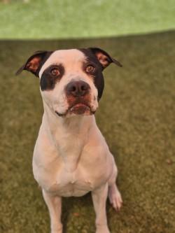 Benji, Adoptable, Adult Male Mixed Breed & Mixed Breed.
