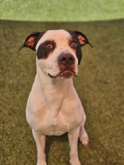 Enlarge Benji, a Adoptable mixed breed in Savannah, GA image 2/3