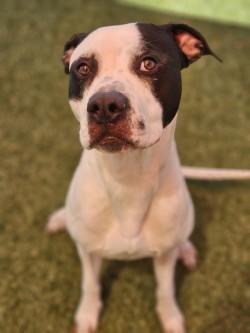Enlarge Benji, a Adoptable mixed breed in Savannah, GA image 3/3