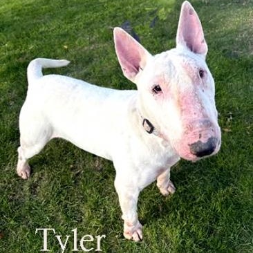 Enlarge Tyler, a Adoptable Bull Terrier in Palm Desert, CA image 1/1