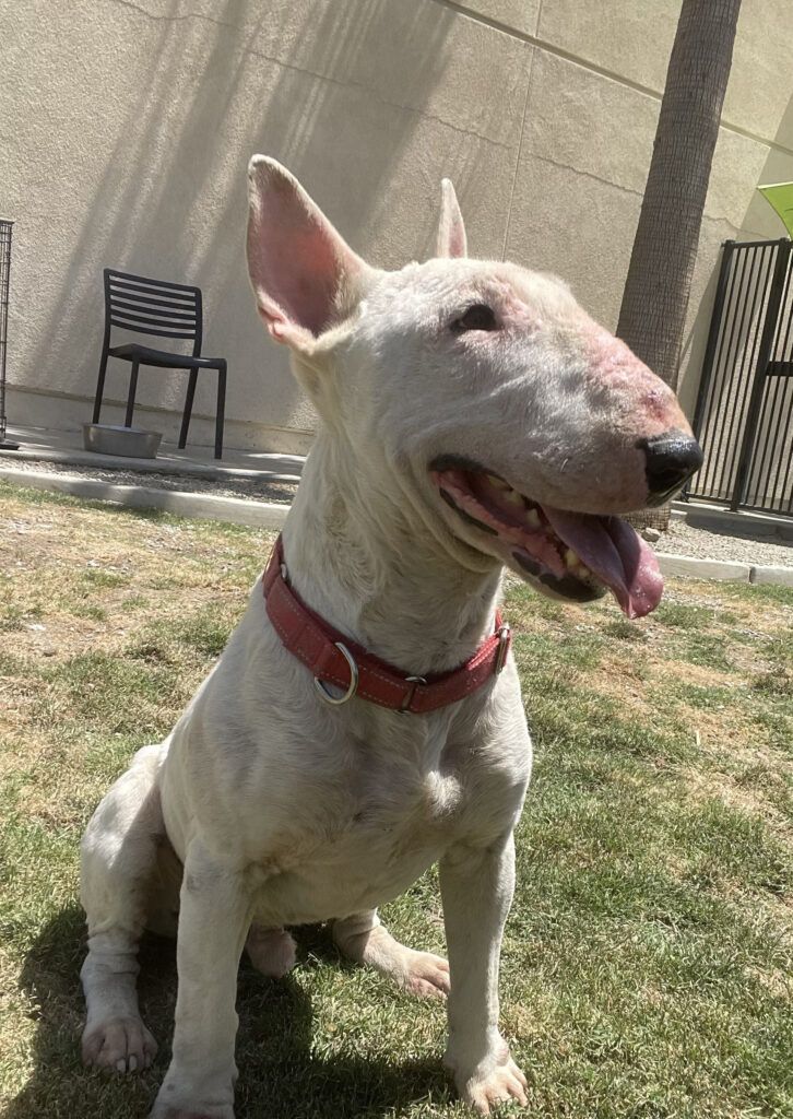 Enlarge Tyler, a Adoptable Bull Terrier in Palm Desert, CA image 1/1