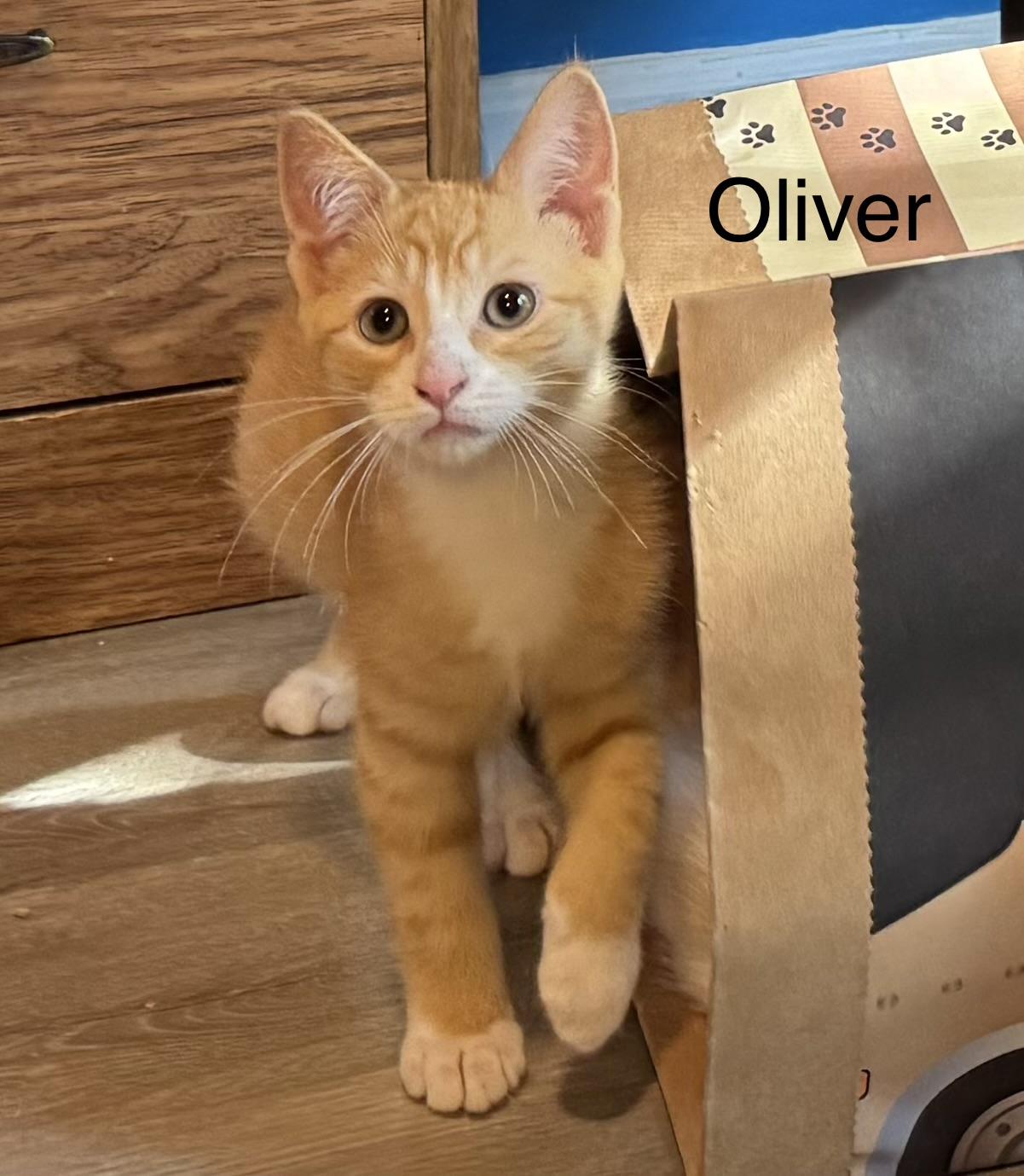 Oliver, ADOPTABLE, Kitten Male Tabby.