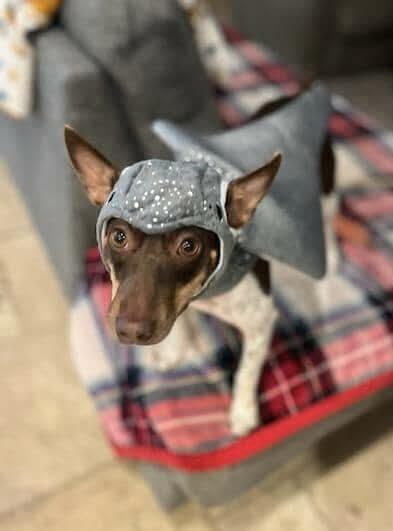 Penny Lou (20260111-02) — thumbnail 3