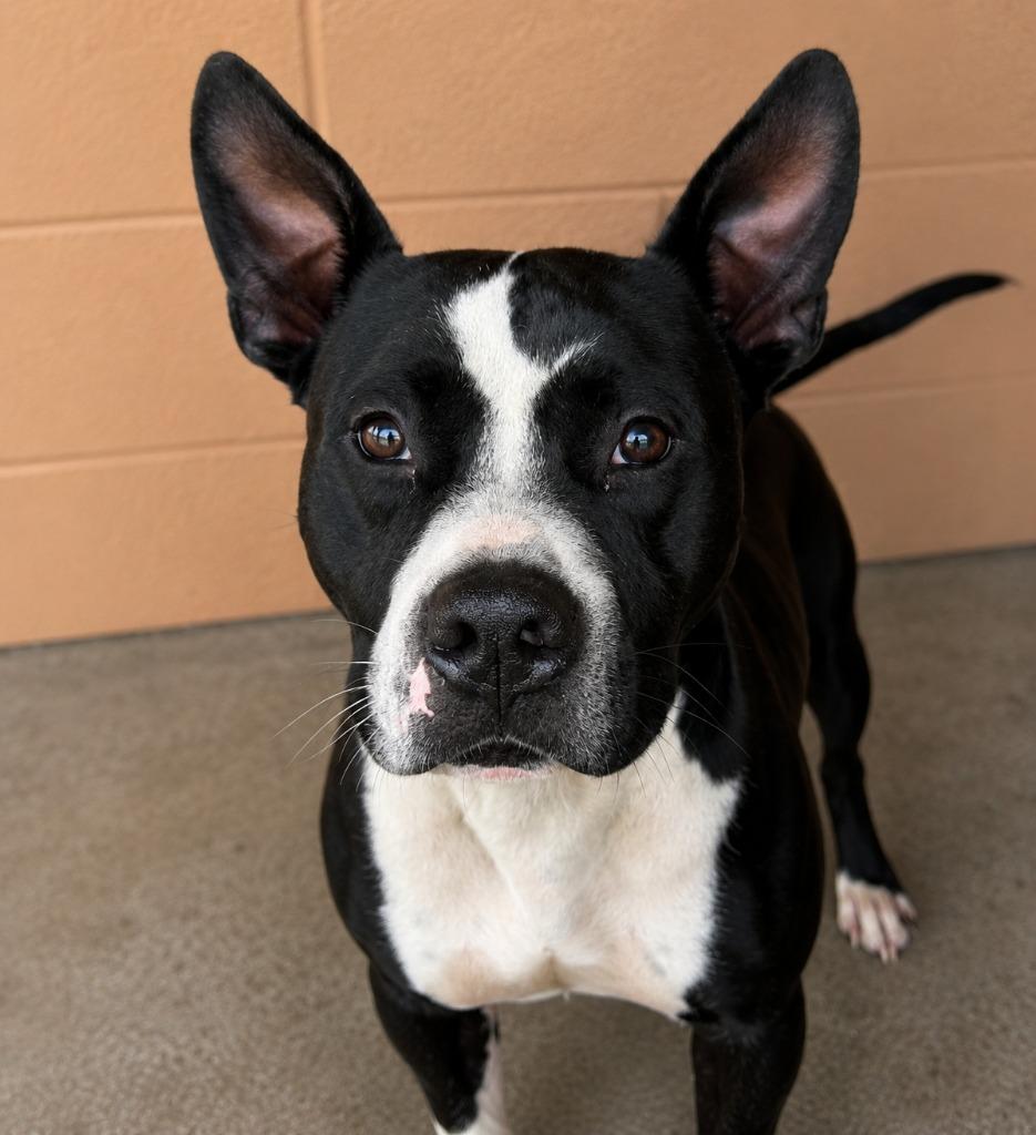 Enlarge Ace, a Adoptable Pit Bull Terrier in Gautier, MS image 1/2