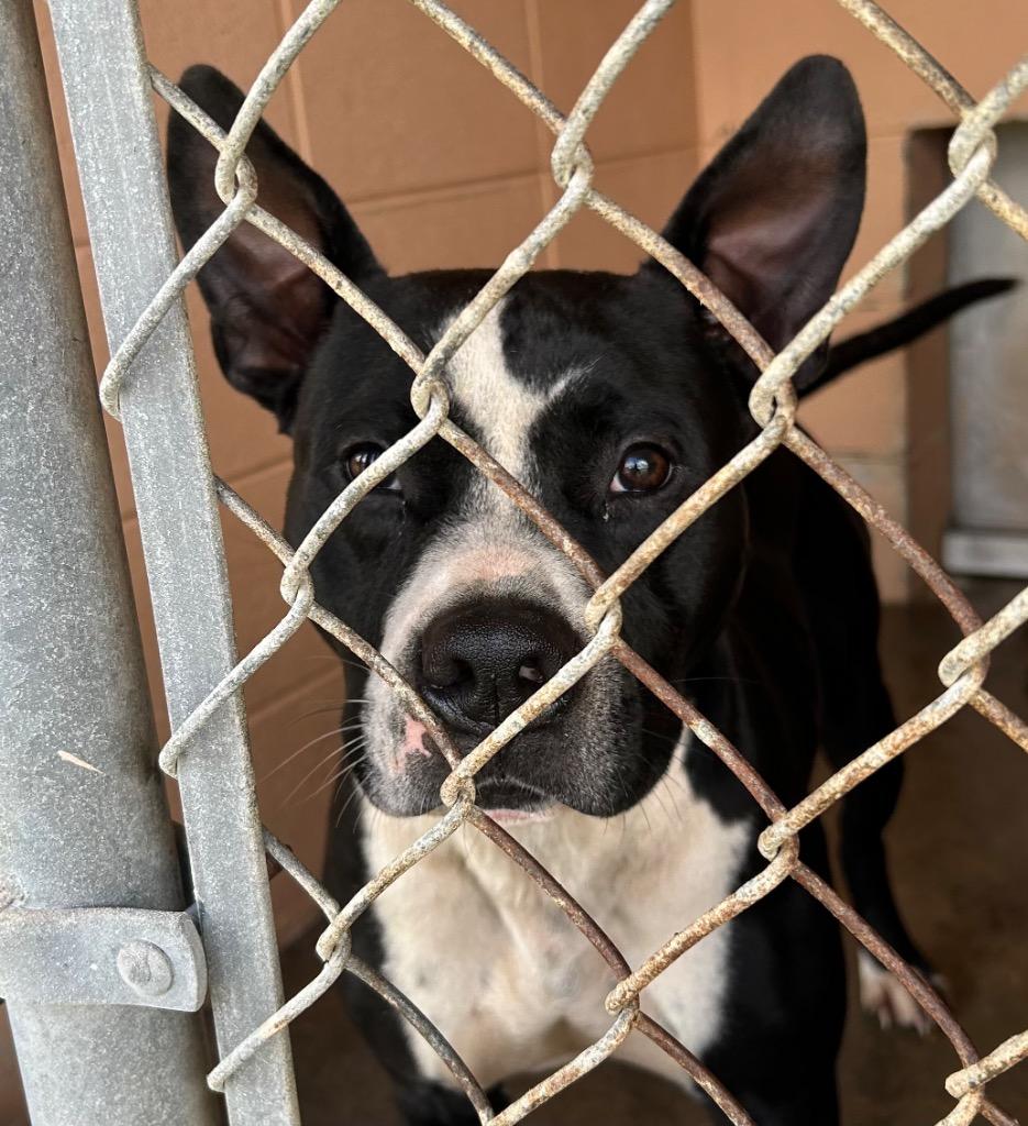 Enlarge Ace, a Adoptable Pit Bull Terrier in Gautier, MS image 2/2
