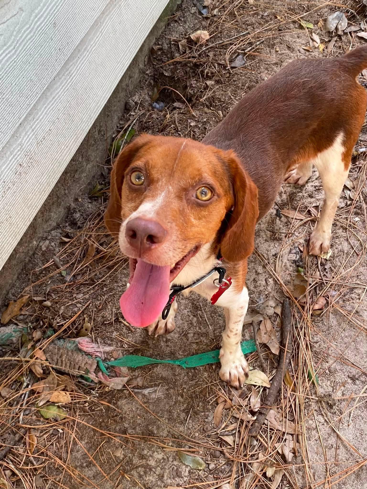 Eugene Fitzherbert, Adopted, Young Male Beagle.