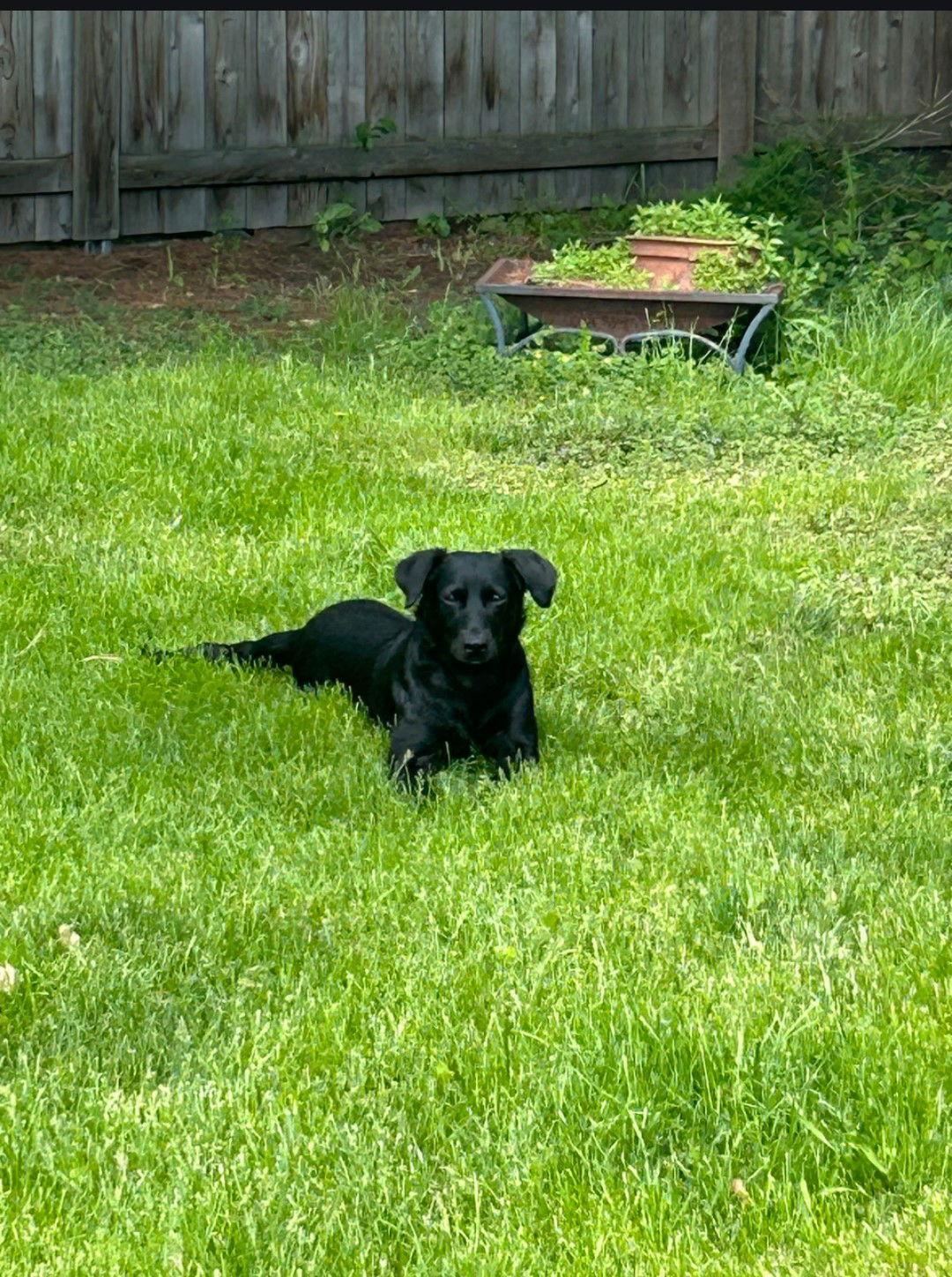 Michelle, Adoptable, Adult Female Labrador Retriever.