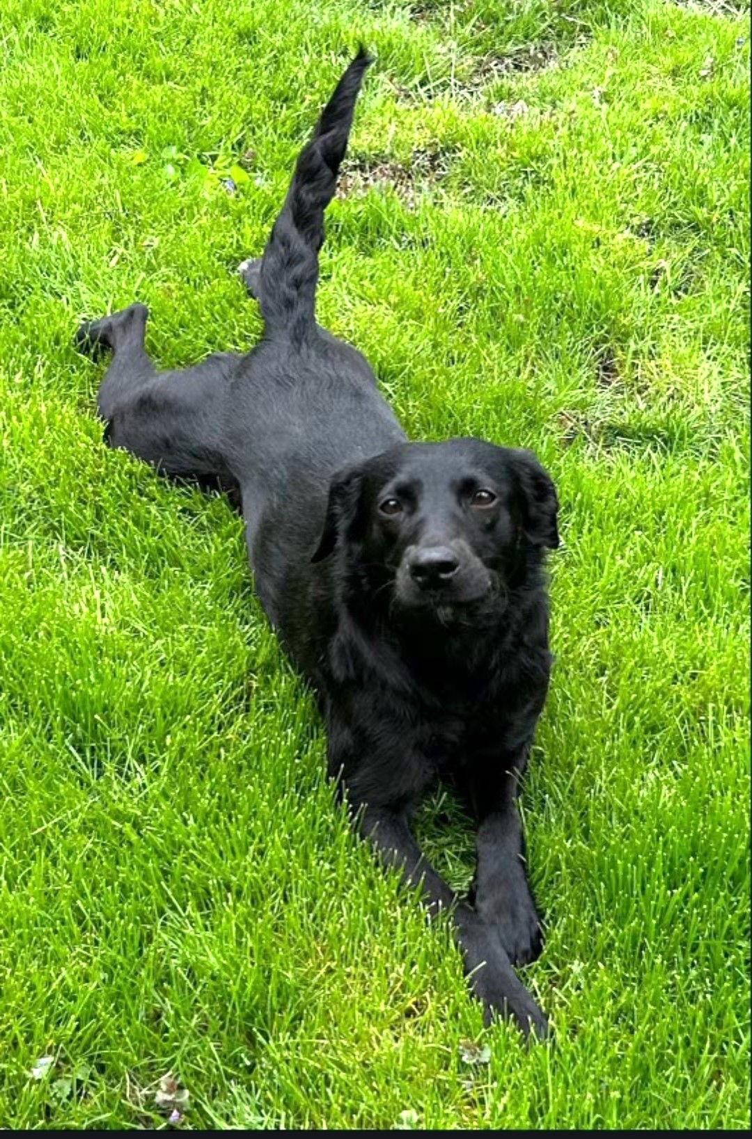 Michelle, a Adoptable Labrador Retriever in Wheaton, IL image 2/3
