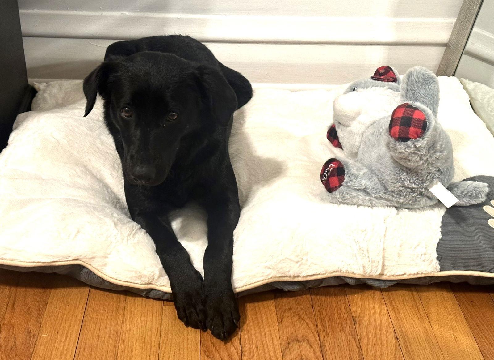 Michelle, a Adoptable Labrador Retriever in Wheaton, IL image 3/3