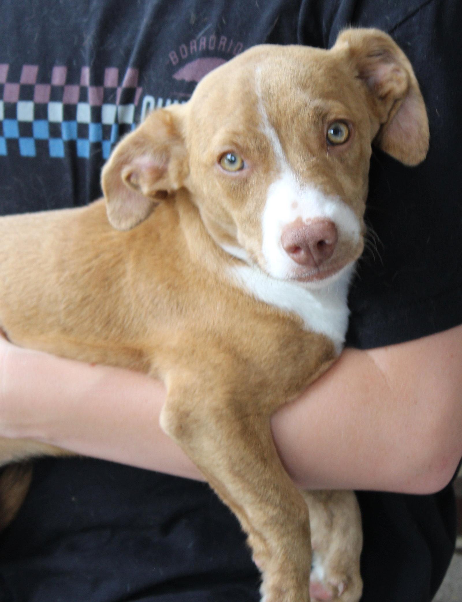 Enlarge Elsa 43784, a Adoptable Dachshund in Prattville, AL image 1/3