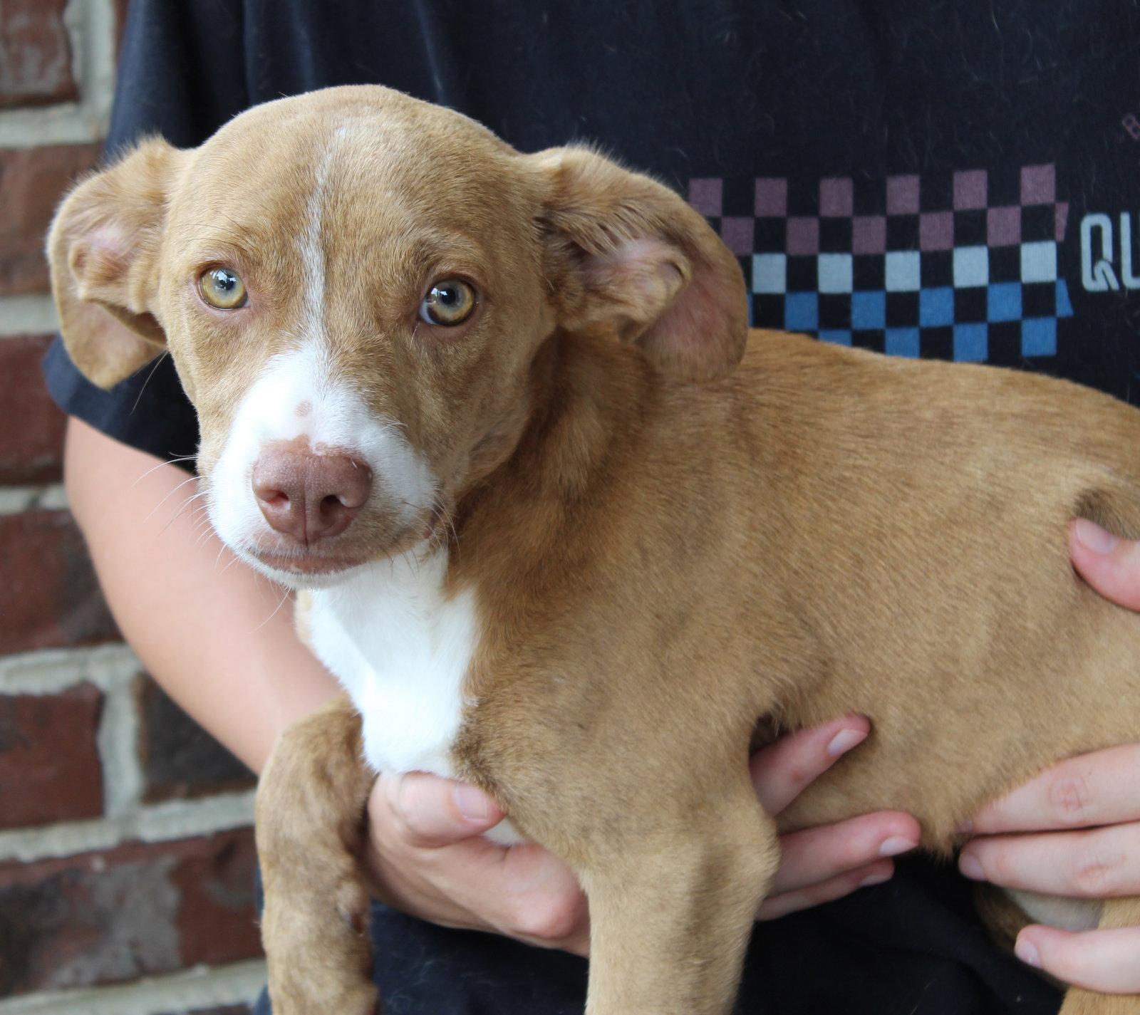 Enlarge Elsa 43784, a Adoptable Dachshund in Prattville, AL image 2/3