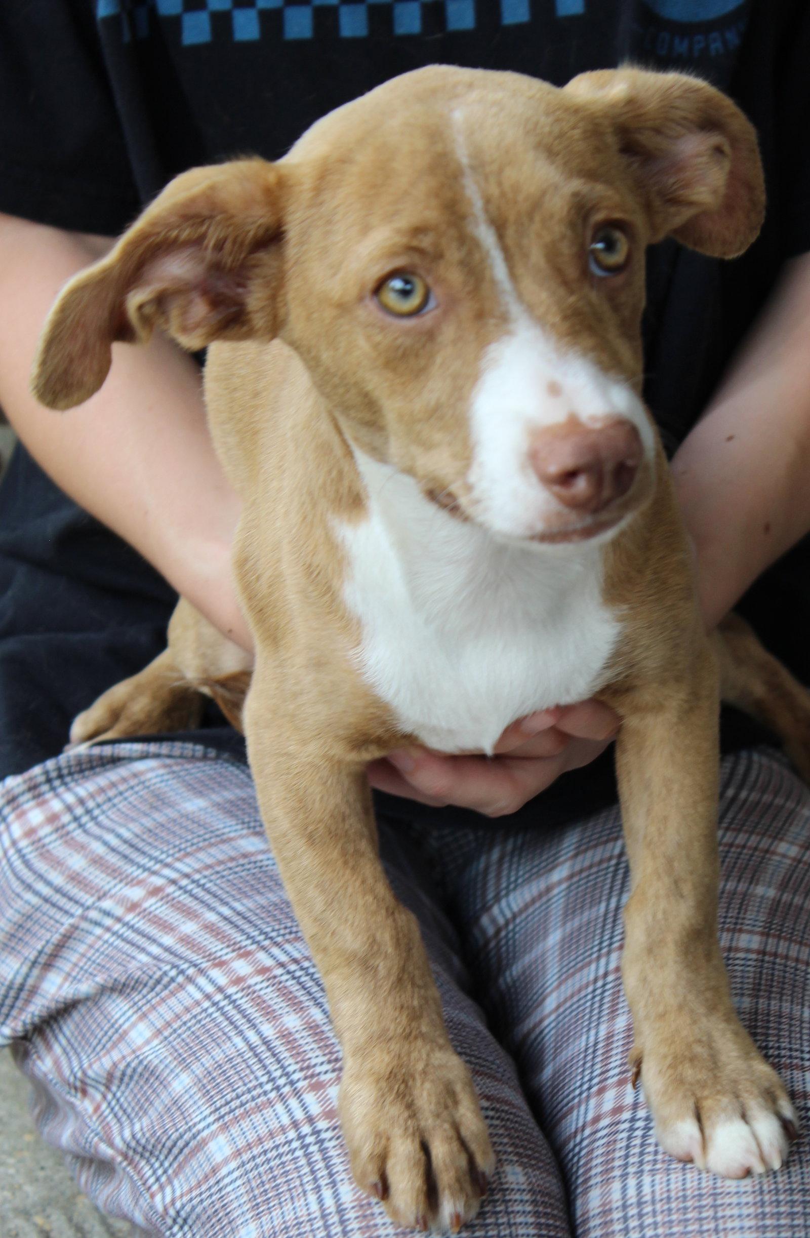 Enlarge Elsa 43784, a Adoptable Dachshund in Prattville, AL image 3/3