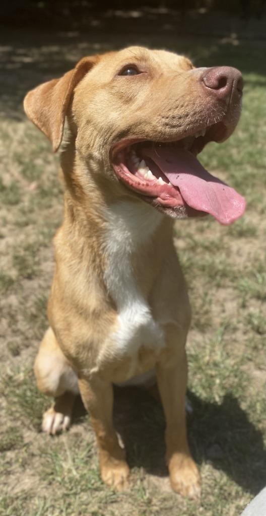 Little Bit, Adoptable, Young Female Labrador Retriever.