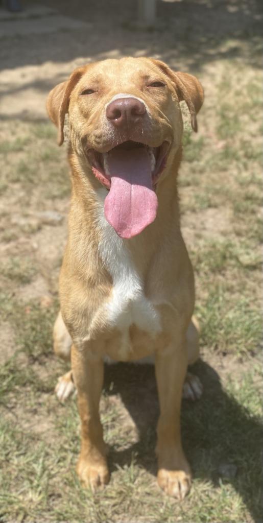 Enlarge Little Bit, a Adoptable Labrador Retriever in Little Rock, AR image 3/4