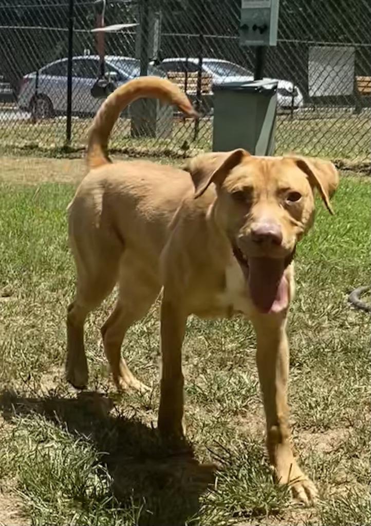 Enlarge Little Bit, a Adoptable Labrador Retriever in Little Rock, AR image 4/4