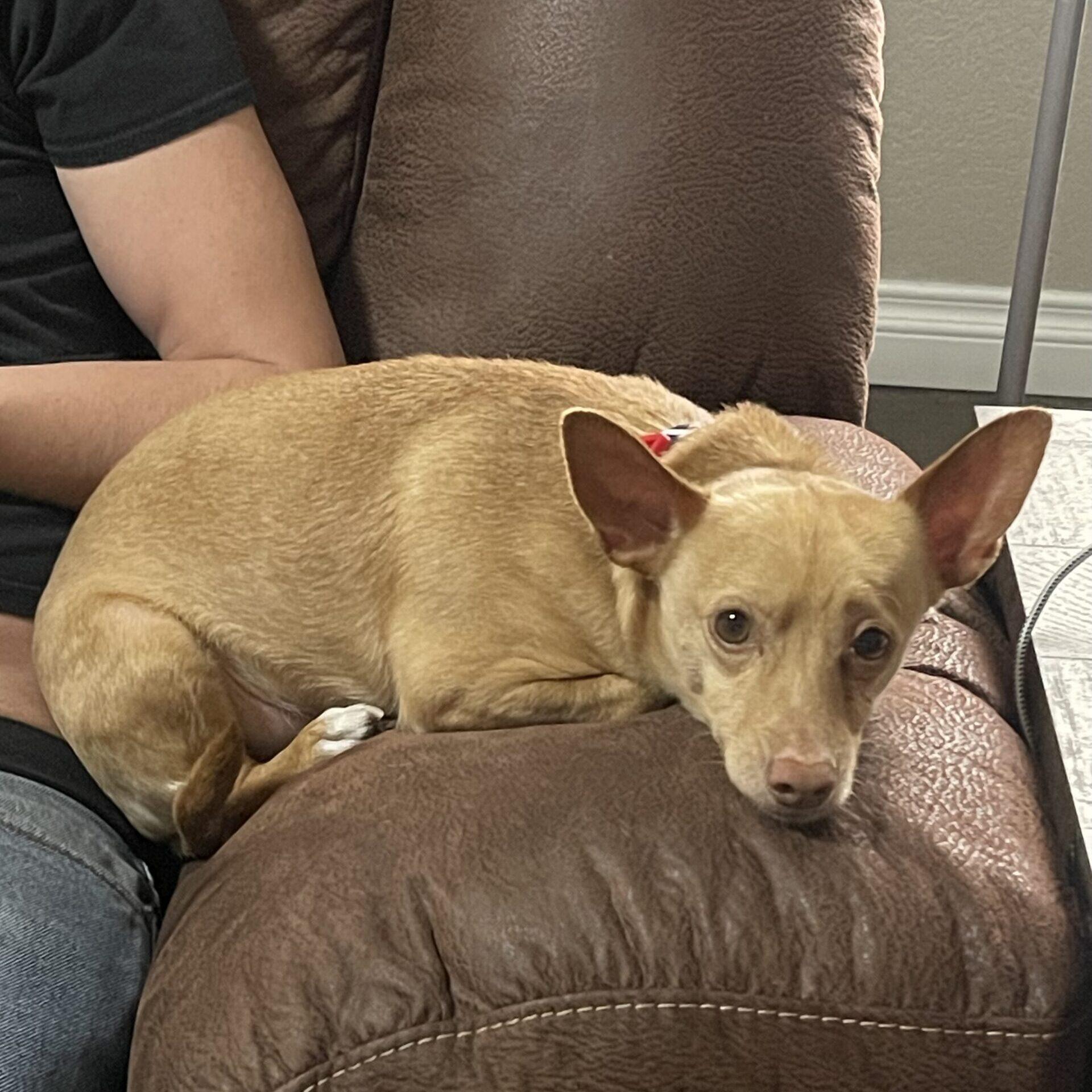Enlarge Wilbur, a Adoptable mixed breed in Mead, CO image 3/6