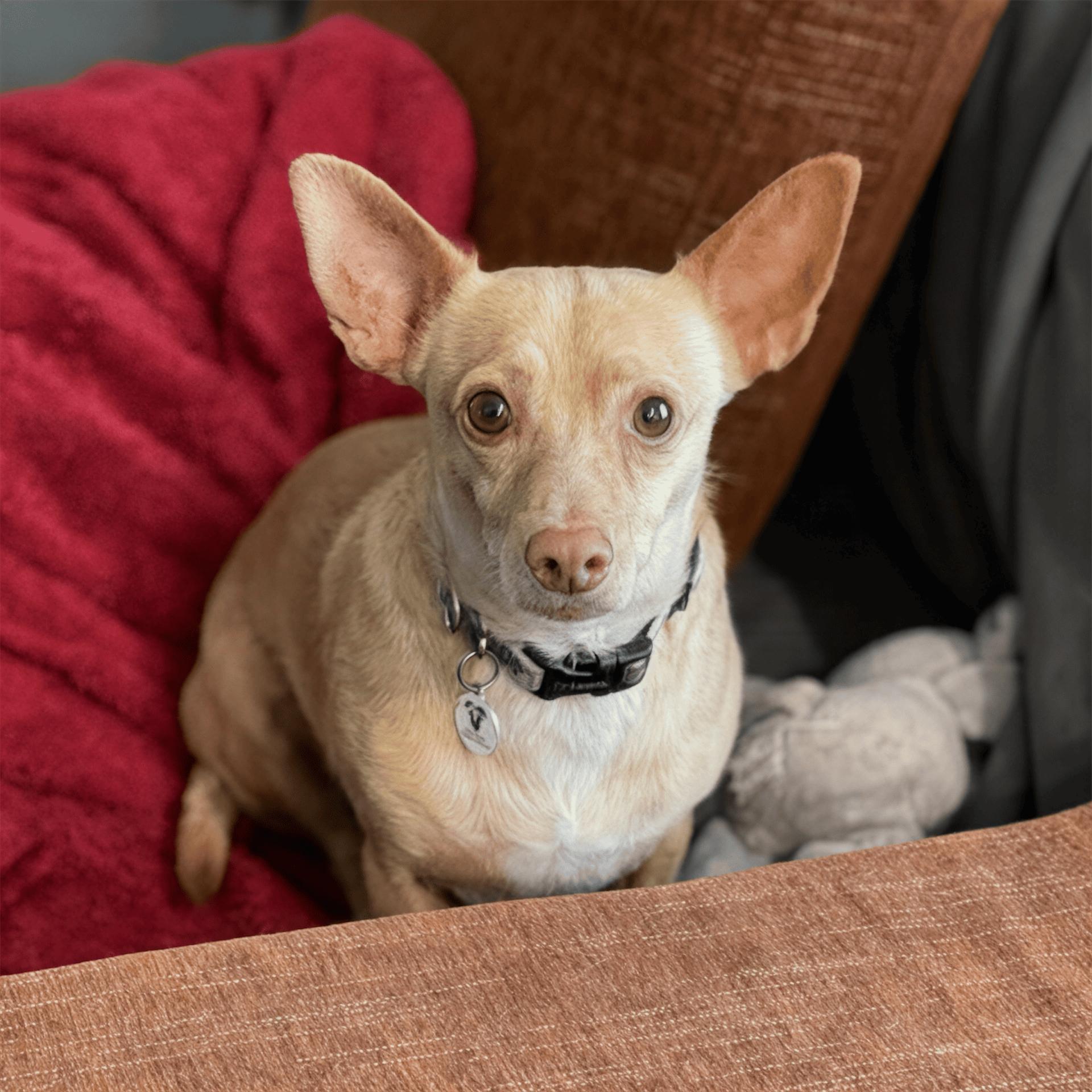 Enlarge Wilbur, a Adoptable mixed breed in Mead, CO image 4/6